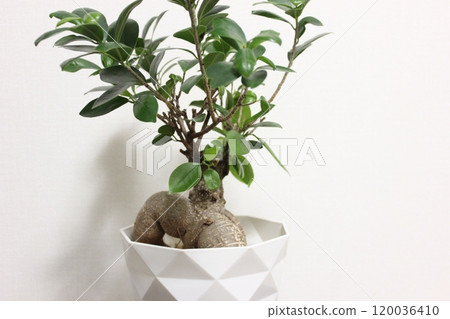 觀賞植物Gajumaru 觀賞植物Gajumaru 120036410