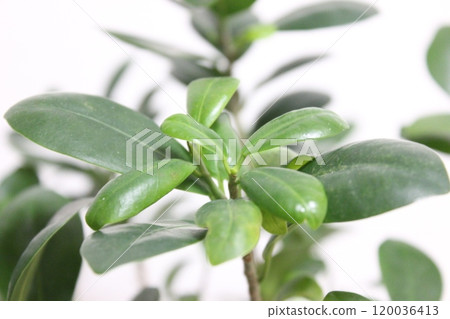 觀賞植物Gajumaru 120036413