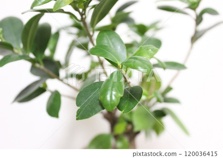 觀賞植物Gajumaru 觀賞植物Gajumaru 120036415