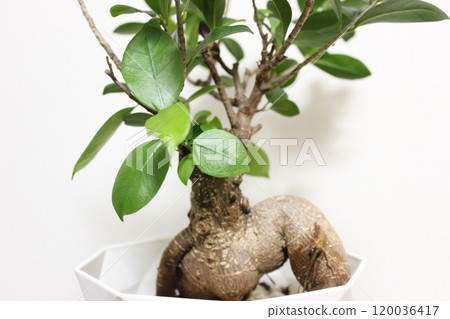 觀賞植物Gajumaru 120036417