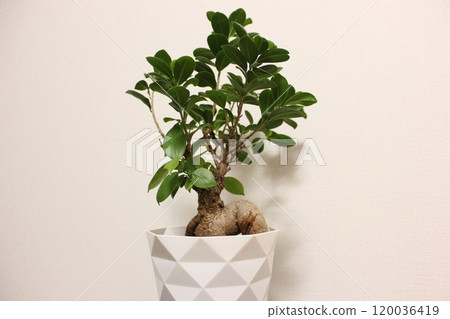 觀賞植物Gajumaru 120036419