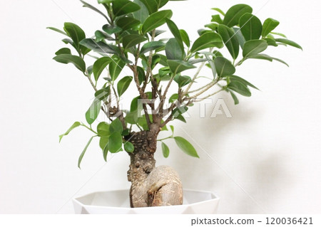 觀賞植物Gajumaru 觀賞植物Gajumaru 120036421