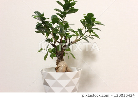 觀賞植物Gajumaru 120036424