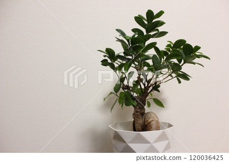觀賞植物Gajumaru 觀賞植物Gajumaru 120036425