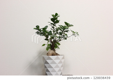 觀賞植物Gajumaru 120036439
