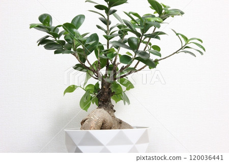 觀賞植物Gajumaru 觀賞植物Gajumaru 120036441