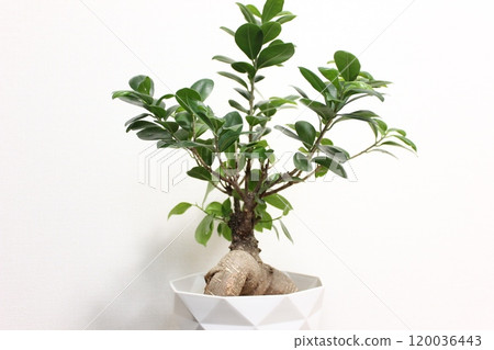 觀賞植物Gajumaru 觀賞植物Gajumaru 120036443