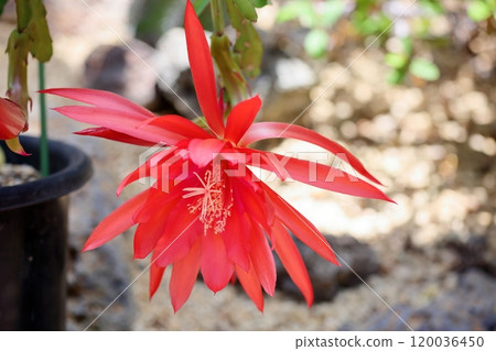 Vivid peacock cactus flowers Vivid peacock cactus flowers 120036450