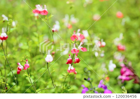 可愛的丹參花熱嘴唇 可愛的丹參花熱嘴唇 120036456