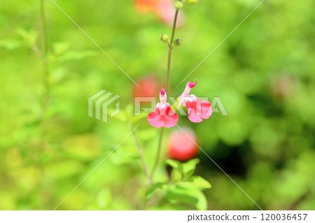 可愛的丹參花熱嘴唇 可愛的丹參花熱嘴唇 120036457