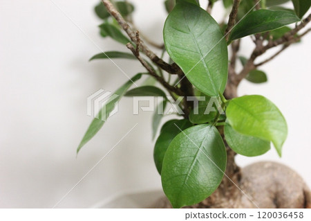 觀賞植物Gajumaru 120036458