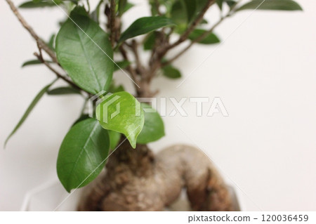 觀賞植物Gajumaru 觀賞植物Gajumaru 120036459
