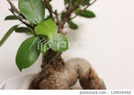 觀賞植物Gajumaru 120036460