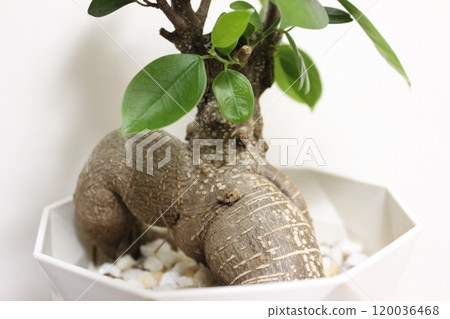 觀賞植物Gajumaru 120036468