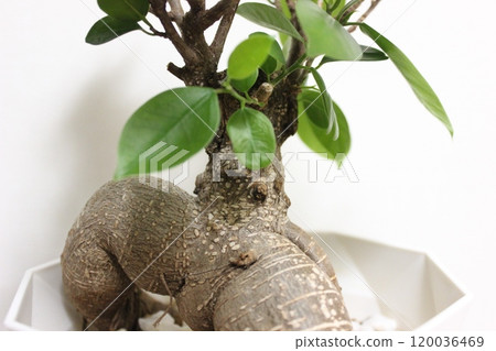 觀賞植物Gajumaru 觀賞植物Gajumaru 120036469