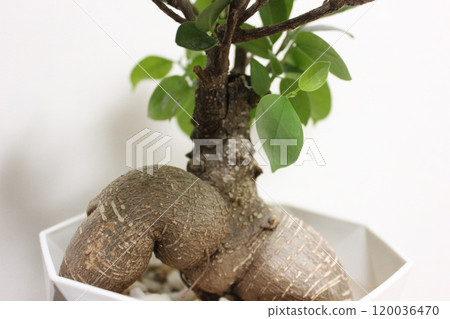 觀賞植物Gajumaru 120036470