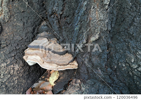 Monarch fungus growing on the trunk of a tree 120036496