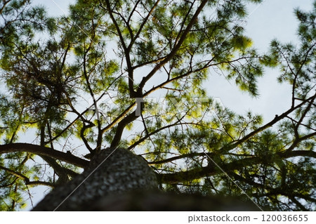 A tall tree 120036655