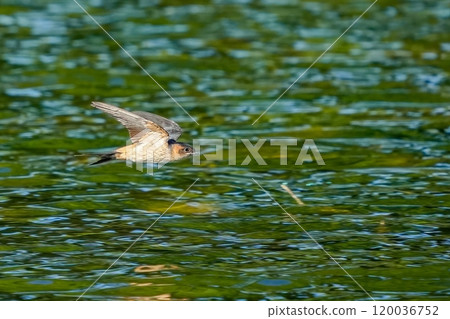 綠水背景下高速飛行的幼小短尾燕子 120036752