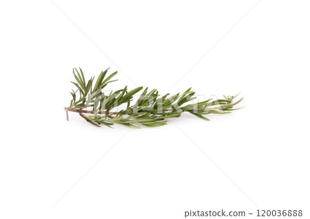 rosemary isolated on white background 120036888