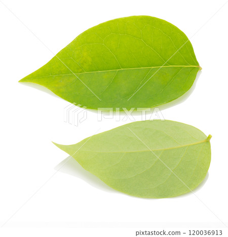 Mango leaf on a white background Mango leaf on a white background 120036913