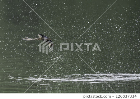 雨燕在水面高速飛行 120037334