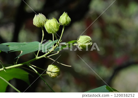 Drunky bud buds Drunky bud buds 120038252