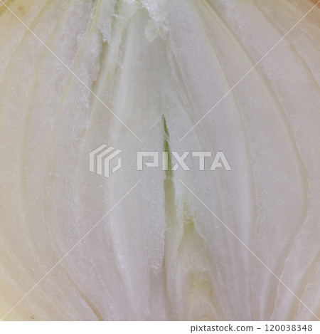 onion texture background food fresh onion texture background food fresh 120038348