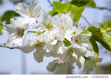 Pure white Oshima cherry blossoms Pure white Oshima cherry blossoms 120038456