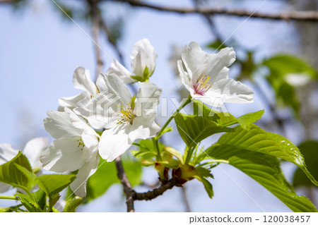 純白色的大島櫻 120038457