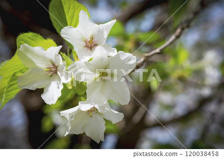 純白色的大島櫻 純白色的大島櫻 120038458