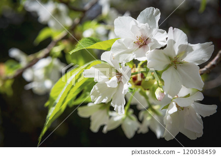 Pure white Oshima cherry blossoms Pure white Oshima cherry blossoms 120038459