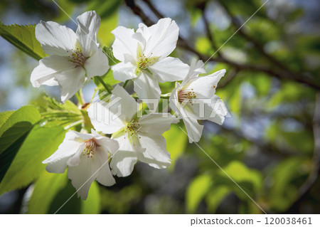 Pure white Oshima cherry blossoms 120038461