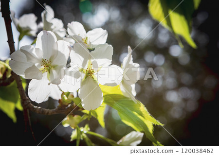 Pure white Oshima cherry blossoms 120038462
