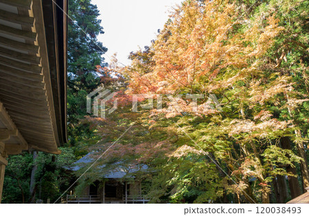 Autumn morning, Chusonji Temple, Sutra repository next to the Golden Hall and autumn leaves, Iwate Prefecture 120038493