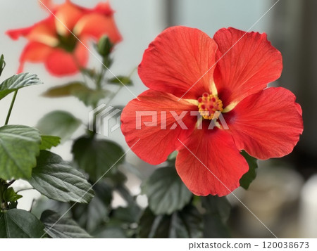Red hibiscus Red hibiscus 120038673