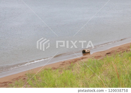 漂流木在沙灘上推出 120038758