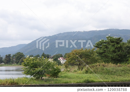 琵琶湖和棲息在樹上的鳥兒 琵琶湖和棲息在樹上的鳥兒 120038788