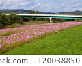 Cosmos field in full bloom 120038850