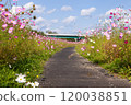 Cosmos in full bloom (Road) 120038851