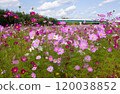 Cosmos in full bloom 120038852