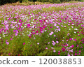 Cosmos in full bloom 120038853