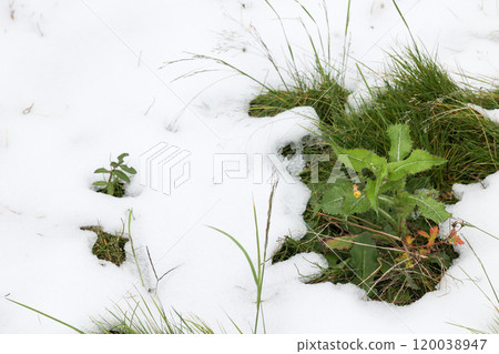 snow, snowfall, sleet, snow country, northern country, snow, winter, cold, snowfall, snowy scenery, winter scenery 120038947