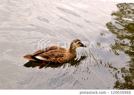 鴨 120038988