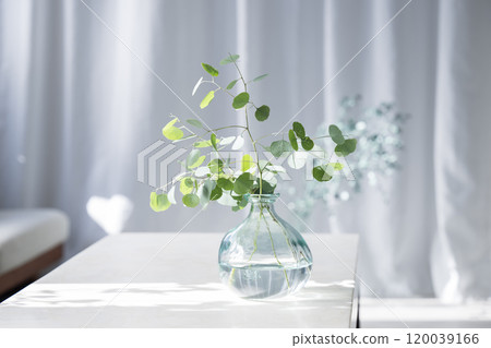 透明玻璃花瓶中的尤加利葉 120039166