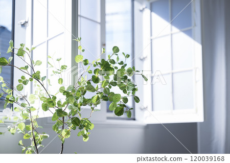 Plants of the window side Plants of the window side 120039168