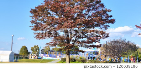 在木曾三河公園欣賞秋天的櫻花田之美! 在木曾三河公園欣賞秋天的櫻花田之美! 120039196