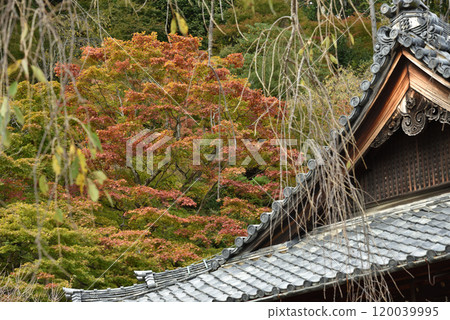 The leaves are starting to change color at the Shakado Hall of Zenbouji Temple, seen from the side The leaves are starting to change color at the Shakado Hall of Zenbouji Temple, seen from the side 120039995