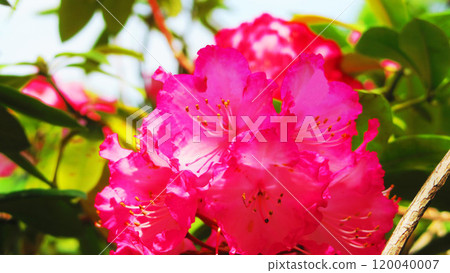 杜鵑花的特寫景觀 120040007