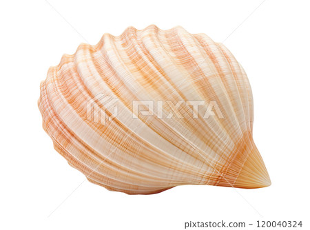 Seashell 120040324